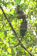 Myrmecodia schlechteri
