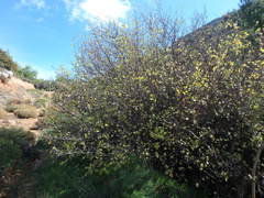 Styrax officinalis
