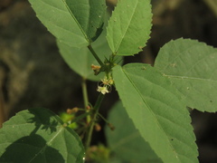 Ayenia acuminata