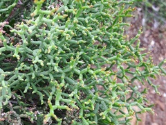 Limonium articulatum