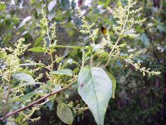 Trymalium odoratissimum