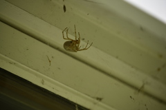 Araneus cavaticus