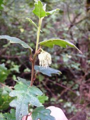 Chorilaena quercifolia