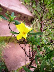 Hibbertia cuneiformis