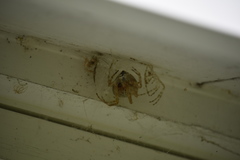 Araneus cavaticus