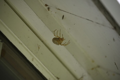 Araneus cavaticus