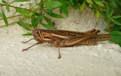 Austracris guttulosa