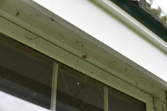 Araneus cavaticus
