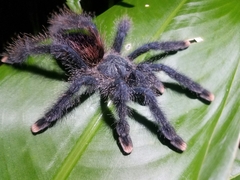 Avicularia avicularia