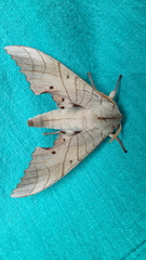 Marumba dyras