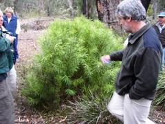 Podocarpus drouynianus