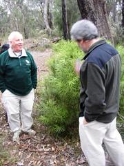 Podocarpus drouynianus