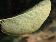 Styrax officinalis