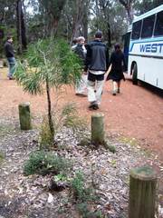 Persoonia longifolia