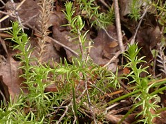 Lateristachys lateralis