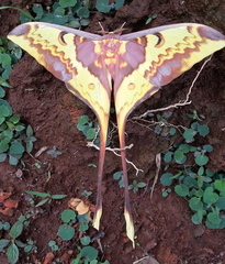 Actias maenas