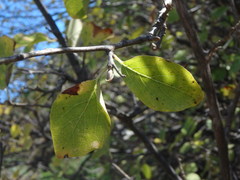 Styrax officinalis