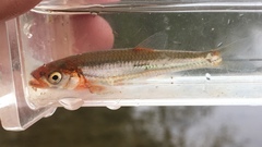 Notropis rubellus