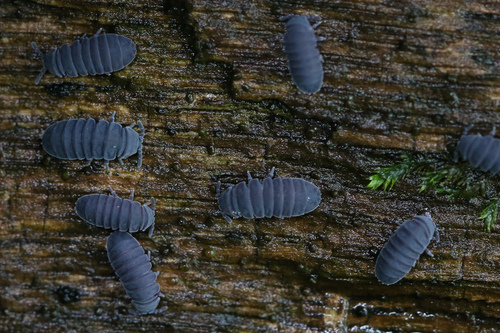 Tetrodontophora bielanensis, photo 3 of 10
