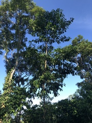 Aspidosperma megalocarpon