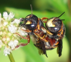 Anthidiellum perplexum