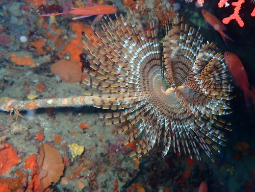 Mediterranean Fanworm, photo 5 of 8