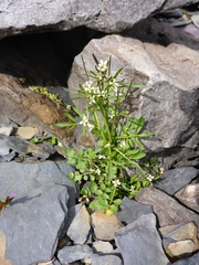 Cardamine umbellata