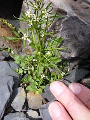Cardamine umbellata