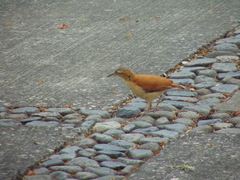 Furnarius leucopus cinnamomeus