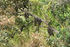 Myrmecodia schlechteri