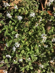 Lantana achyranthifolia