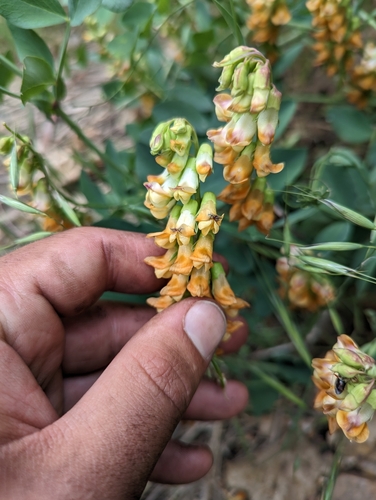 Image of Lathyrus sulphureus by (c) Max Miley, some rights reserved (CC BY)