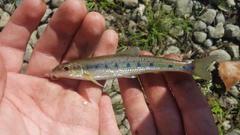 Erimystax dissimilis