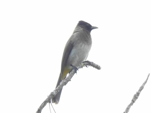 Bulbul naranjero (Pycnonotus barbatus)