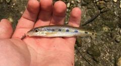 Erimystax dissimilis