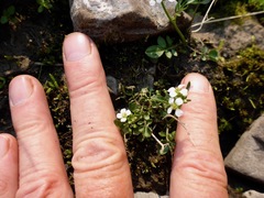 Cardamine umbellata