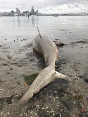 Carcharhinus brachyurus