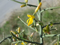 Genista fasselata
