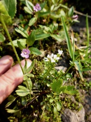Cardamine umbellata