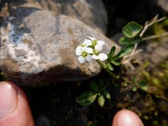 Cardamine umbellata