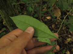 Achatocarpus nigricans