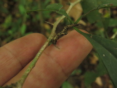 Achatocarpus nigricans