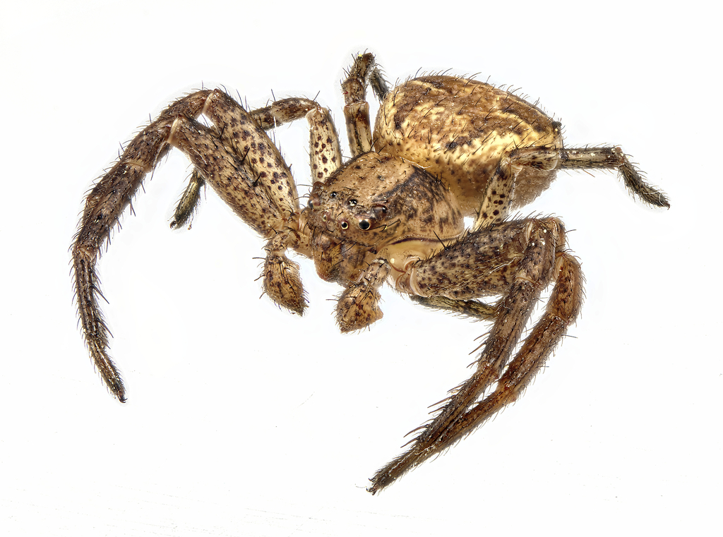 Tan crab spider from Saint-Louis-de-France, Trois-Rivières, QC, Canada ...