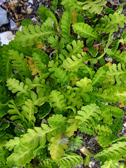 Leptinella potentillina