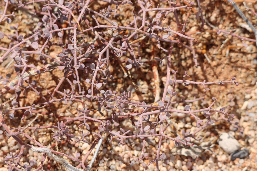 Redberry Mistletoe from Namakwa District Municipality, South Africa on ...