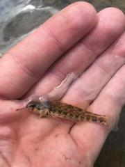 Etheostoma zonale