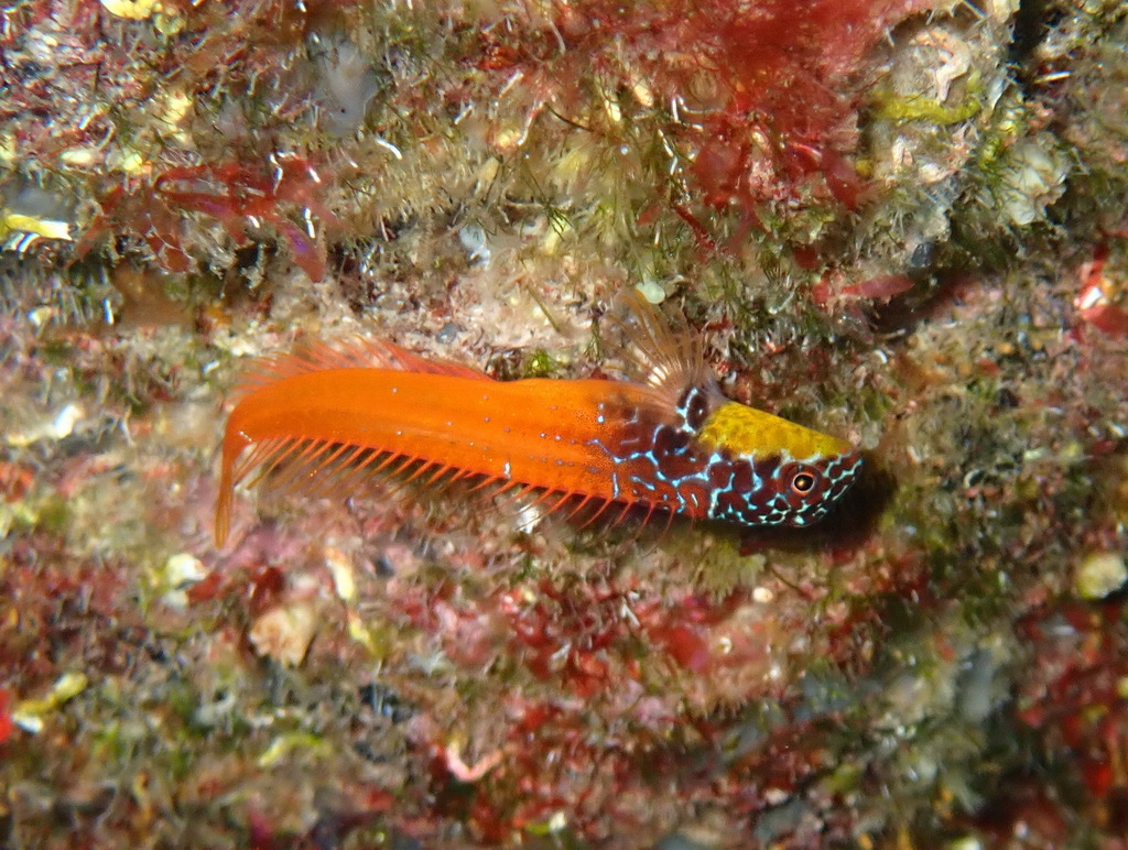Black-Headed Blenny