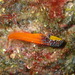 Black-headed Blenny - Photo (c) Sylvain Le Bris, some rights reserved (CC BY-NC), uploaded by Sylvain Le Bris
