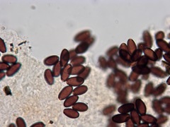 Coprinellus sclerocystidiosus image