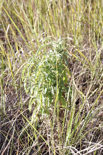 Image of Heteromma decurrens by (c) Tony Rebelo, some rights reserved (CC BY-SA)